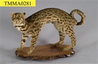 石虎藏品圖，第7張
